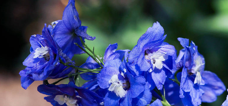 larkspur