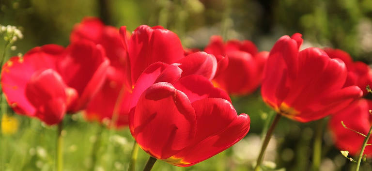 red-tulips