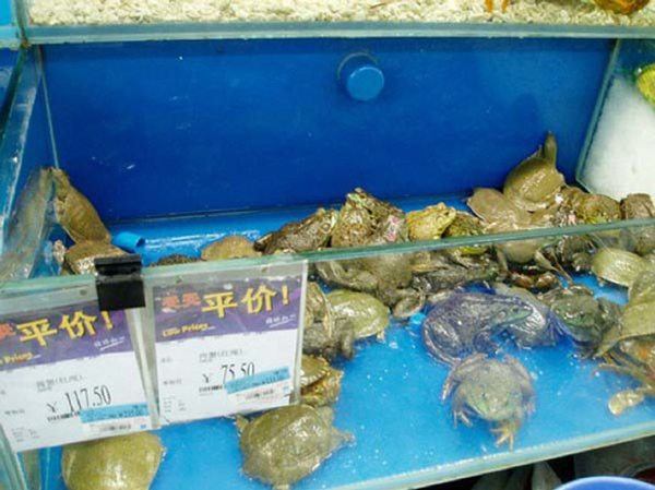 Лягушки и черепахи в китайских супермаркетах