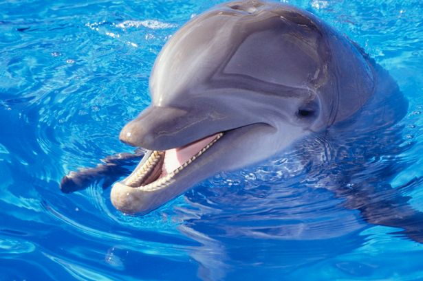 Dolphin