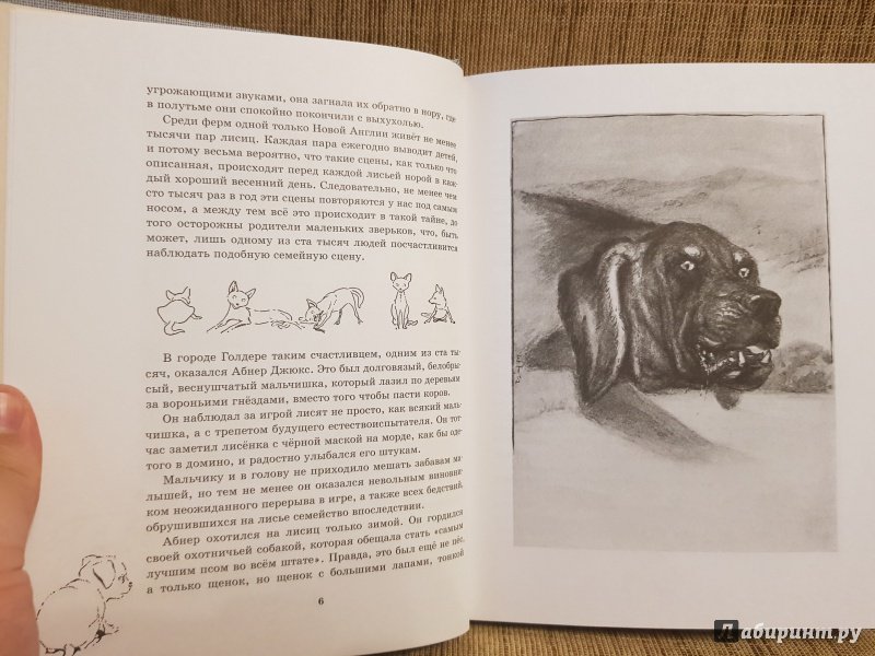 Аудиокниги томпсон рассказы о животных аудиокнига. Томпсон книги о животных. Иллюстрации к книгам Сетона Томпсона. Нарисовать рисунок по книге Сетона Томпсона о животных. Картинки к рассказам Томпсона о животных.