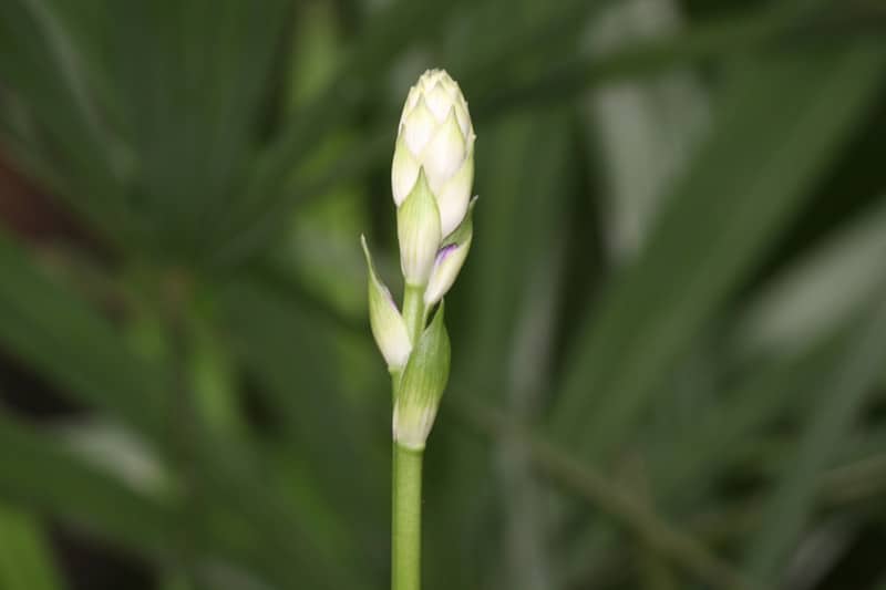 Flower bud