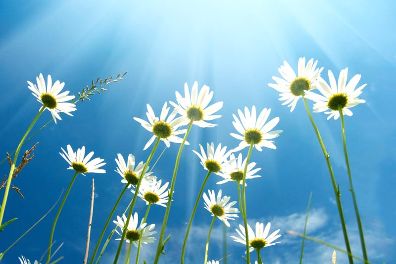 White flowers basking in light