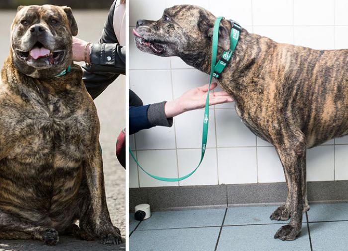 Как помочь собаке похудеть